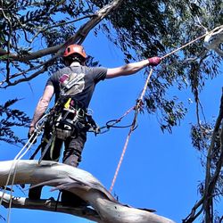Deadwood Tree Service