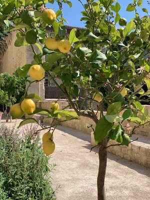 Musée du Petit Palais by null