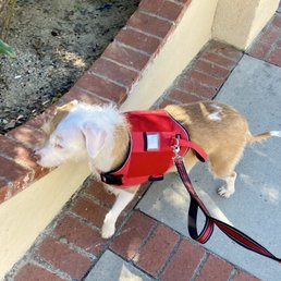 Dogs allowed in outdoor patio area