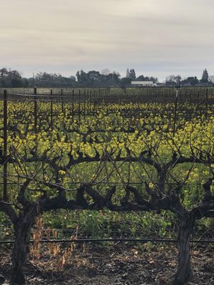 Napa Valley Bike Tours & Rentals by null