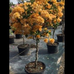 Coleman's Nurseries