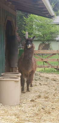 Vashon Llamas by null