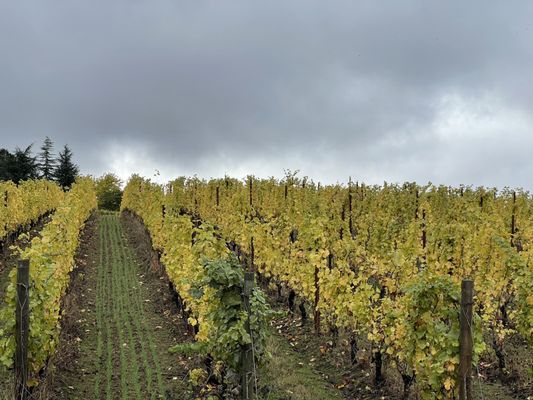 Trisaetum Winery by null
