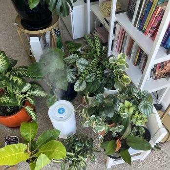 Paraíso Plant Studio - Plants - Nurseries & Gardening Near Me - Berkeley, California