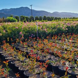 San Antonio Nursery - Thousands of 5 gallon plants available starting from $10 each.