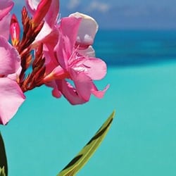 Escapes For Everyone - Bermuda vacations