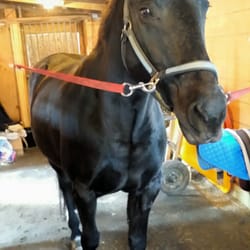 Red Skye Foundation - Beautiful horses