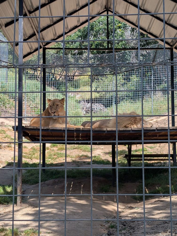 Project Survival's Cat Haven Logo