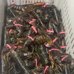 Lobstah! Lobstah!