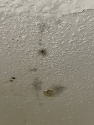 Trolley Palm by null