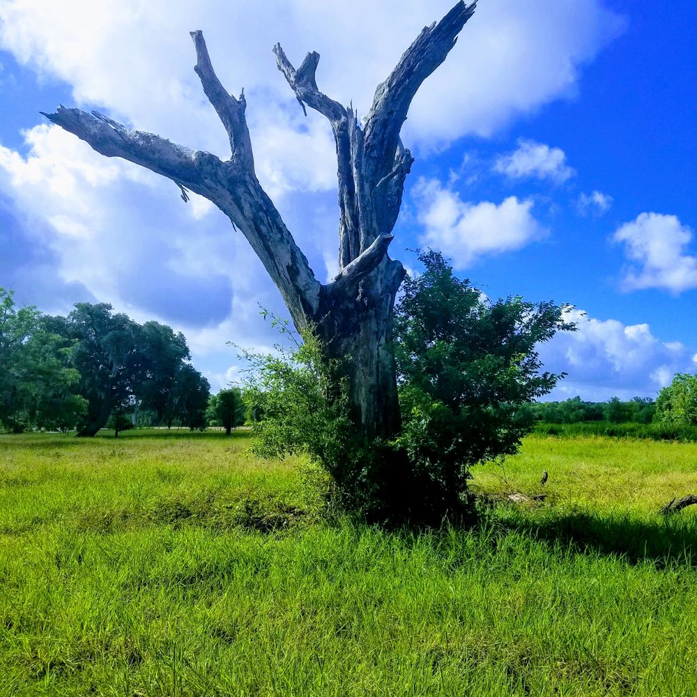 Brazos Bend State Park - Parks Near Me - Needville, Texas
