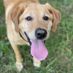 Petlandia Pet Care