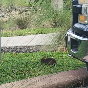 Hudson On The River - Bunny next to parked cars - New American Near Me - Stuart, Florida
