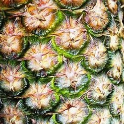 Frankie's Nursery - Frankie's Nursery LLC Tropical Fruit Trees Specialist