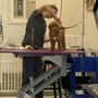 Photo of Valley of the Paws Pet Grooming