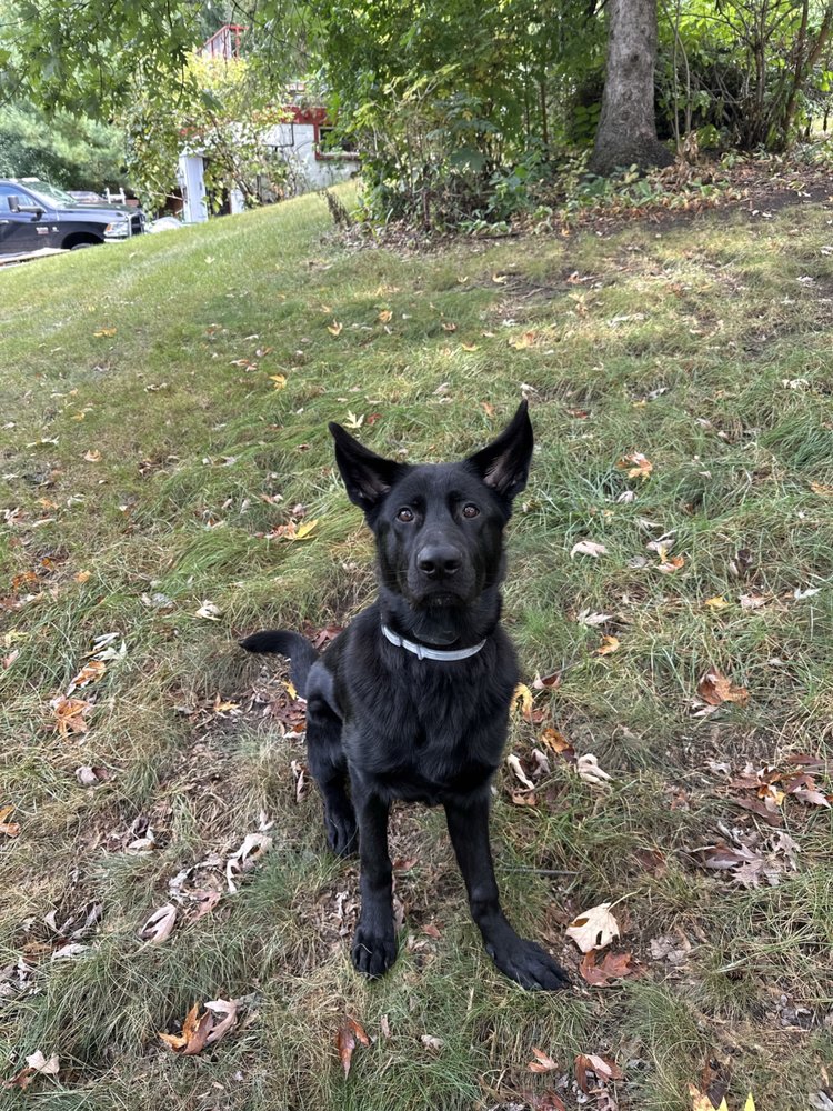 UNLEASHED K9 OF MINNESOTA Maple Grove, Minnesota Pet Training