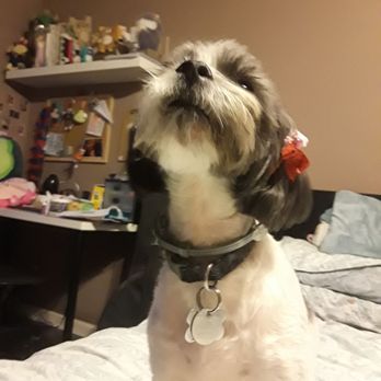 Puppy Salon - After her visit - Pet Groomers Near Me - Whittier, California