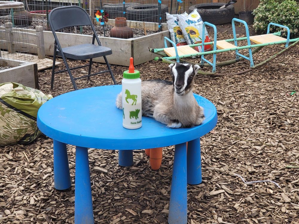 Little Hands Garden School - childcare center in Portland, OR