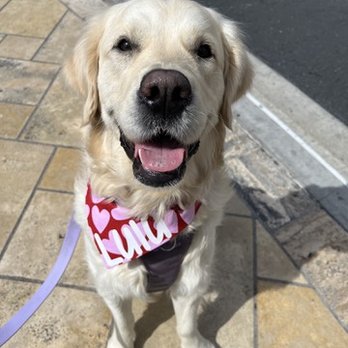 PupScouts Dog Training - Graduation Day! - Pet Training Near Me PupScouts Dog Training - Graduation Day! - Pet Training Near Me