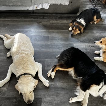 Dog Sitting by Ally - Nova sleeping with the other pups! Nap time at Ally's - Pet Boarding Near Me