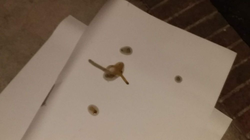 JOVAN’S MOBILE LUBE AUTO SALES Updated October 2024 2935 Ole Bluff