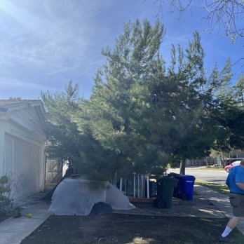 Higuera's Tree Service - Before photo - Tree Services Near Me - Lemon Grove, California Higuera's Tree Service - Before photo - Tree Services Near Me - Lemon Grove, California