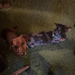 Luca (red) and Tate (dapple) enjoying their stay with Jerry