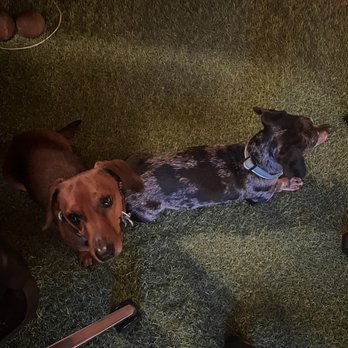 Boy Meets Dog Chicago - Luca (red) and Tate (dapple) enjoying their stay with Jerry - Dog Walkers Near Me