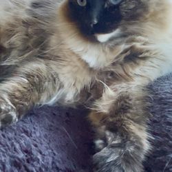 Twiggle's Tails Pet-Sitting & Dog-Walking - Say hi to Zo!