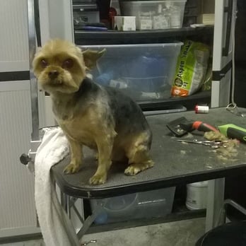 Grooming by Stephanie - Pet Groomers Near Me - Turlock, California