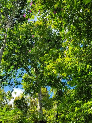 The Habitat Penang Hill by null