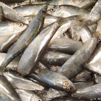 Welch Fishmongers - Seafood Markets Near Me - Edinburgh, EDH