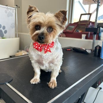 Doggy Style Spa - Pet Groomers Near Me Doggy Style Spa - Pet Groomers Near Me