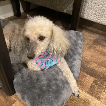 Cookies N Clean - Our Miniature Poodle after grooming. - Pet Groomers Near Me - Phoenix, Arizona Cookies N Clean - Our Miniature Poodle after grooming. - Pet Groomers Near Me - Phoenix, Arizona