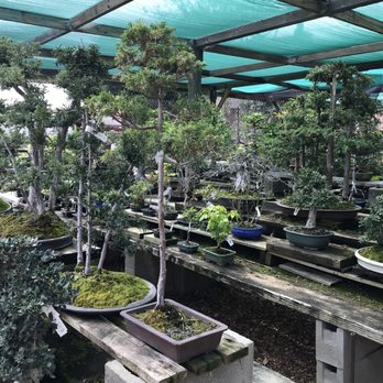 Yamaguchi Bonsai Nursery - Nurseries & Gardening Near Me - Los Angeles, California Yamaguchi Bonsai Nursery - Nurseries & Gardening Near Me - Los Angeles, California