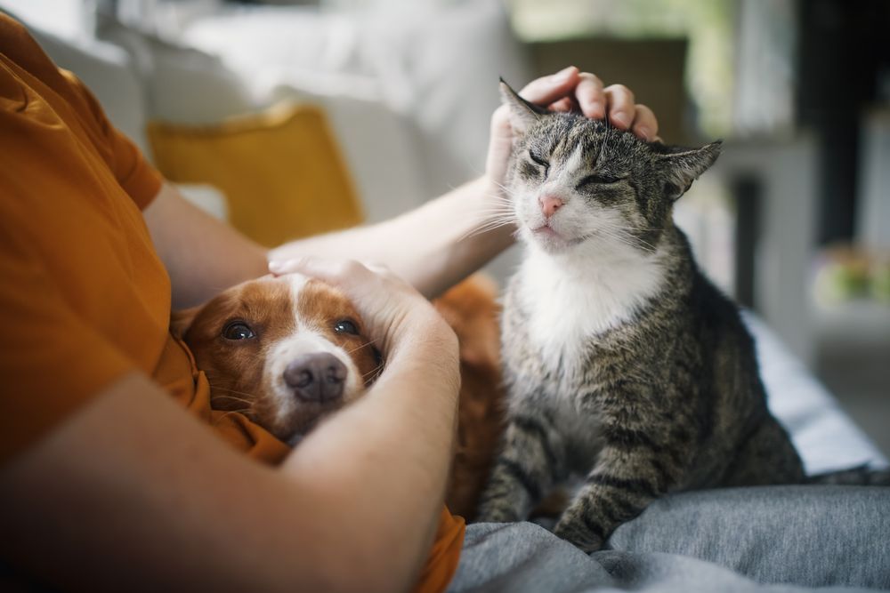 The Pet Care Club Of Loudoun