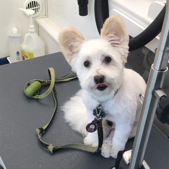Soap-n-Suds - Pet Groomers Near Me Soap-n-Suds - Pet Groomers Near Me