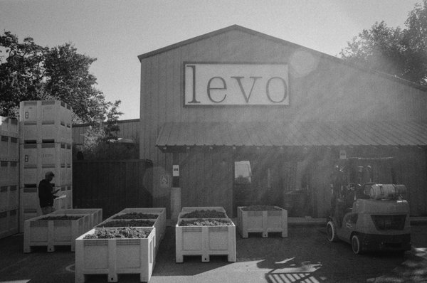 Levo Wine by null