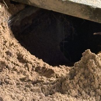 Acorn WIldlife - Groundhog burrow, groundhog digging in yard - Wildlife Control Near Me Acorn WIldlife - Groundhog burrow, groundhog digging in yard - Wildlife Control Near Me