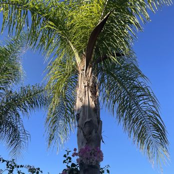 Jerry D’s Tree and lawn service - Before - Tree Services Near Me Jerry D’s Tree and lawn service - Before - Tree Services Near Me