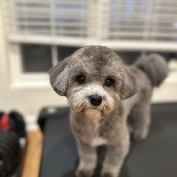 Joy Dog Grooming - Pet Groomers Near Me - Wheeling, Illinois Joy Dog Grooming - Pet Groomers Near Me - Wheeling, Illinois