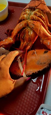 Brown's Lobster Pound by null