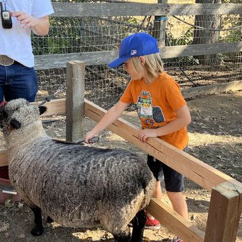 Fog Willow Farms - Learning sheep - Attraction Farms Near Me - Wilton, California Fog Willow Farms - Learning sheep - Attraction Farms Near Me - Wilton, California