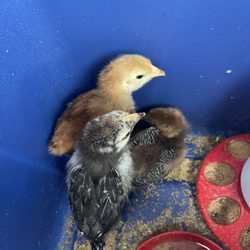 Albuquerque Yorkies