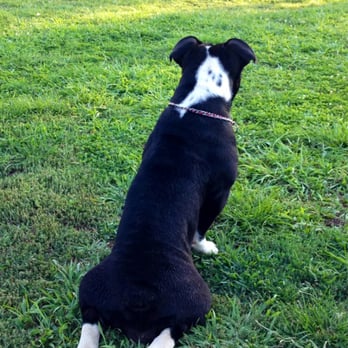 Basin AH1 Dog Park - Nani at the park. - Dog Parks Near Me - Fresno, California