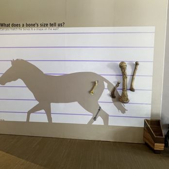 Children's Discovery Museum - Matching bones to the horse projection - Children's Museums Near Me - San Jose, California Children's Discovery Museum - Matching bones to the horse projection - Children's Museums Near Me - San Jose, California