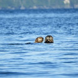 Paddlers' Realm - Sea Otters checking us out