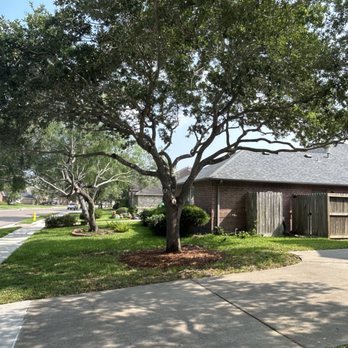 Kalbfleisch & Sons - Beautifully pruned oak tree and added a ring of mulch around the tree - Tree Services Near Me - Corpus Christi, Texas Kalbfleisch & Sons - Beautifully pruned oak tree and added a ring of mulch around the tree - Tree Services Near Me - Corpus Christi, Texas