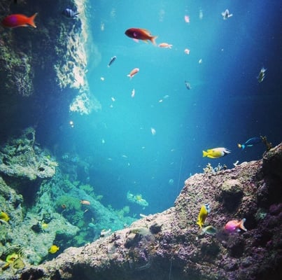 Biarritz Aquarium by null