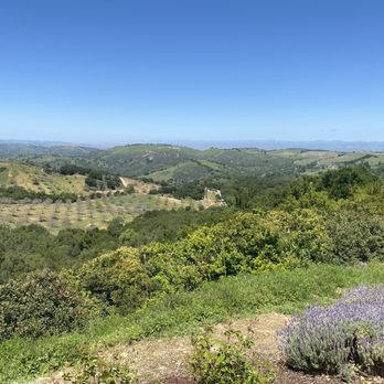 DAOU Vineyards - Wineries Near Me - Paso Robles, California DAOU Vineyards - Wineries Near Me - Paso Robles, California